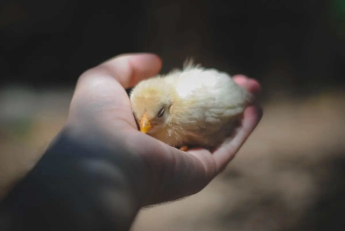 The story of the Golden Egg